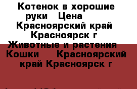 Котенок в хорошие руки › Цена ­ 10 - Красноярский край, Красноярск г. Животные и растения » Кошки   . Красноярский край,Красноярск г.